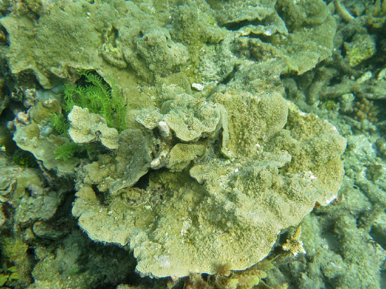  Montipora monasteriata (Plate Coral, Ridge Coral)